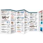 Fish & Sealife Identification Guides :The World of Sharks