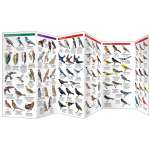 Great Lakes Birds (Folding Pocket Guide)