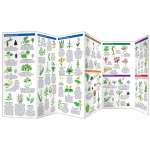 Plant & Flower Identification Guides :Edible Wild Plants