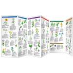 Medicinal Plants (Folding Pocket Guide)