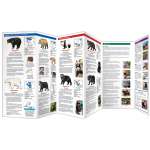 Other Field Guides :The World of Bears