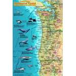 Fish & Sealife Identification Guides :Pacific Northwest Coast Sea Creatures