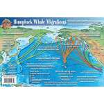 Pacific Humpback Whale Migrations
