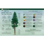 Environment & Nature :Tall Tall Tree
