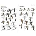 Bird Identification Guides :National Geographic Field Guide to the Birds of North America, 7th Edition