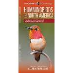Bird Identification Guides :Hummingbirds of North America: The Eight Most Familiar North American Species