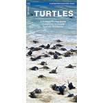 Fish & Sealife Identification Guides :Turtles: A Folding Pocket Guide to the Status of Familiar Species