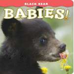 Black Bear Babies!