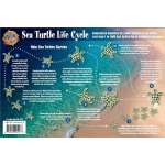 Fish & Sealife Identification Guides :Sea Turtle Life Cycle LAMINATED CARD