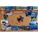 Fish & Sealife Identification Guides :Sea Turtle Life Cycle LAMINATED CARD