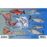 Pacific Northwest Salmon Lifecycle & Identification LAMINATED CARD