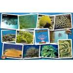 Fish & Sealife Identification Guides :Caribbean Coral Identification Guide LAMINATED CARD