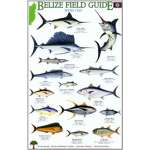 Fish & Sealife Identification Guides :Belize Field Guide: Sport Fish