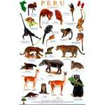 Mammal Identification Guides :Peru Mammals Guide