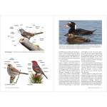 Birding :Birds of the Pacific Northwest