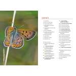 Pacific Coast / Pacific Northwest Field Guides :Butterflies of the Pacific Northwest