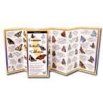 Insect Identification Guides :Common Butterflies of California
