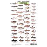 Fish & Sealife Identification Guides :Mac's Field Guides: North American Freshwater Fish