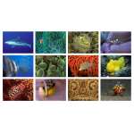 Sea and Aquarium Life Notecard Set B (12 pack)