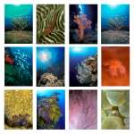 Sea and Aquarium Life Notecard Set A (12 pack)