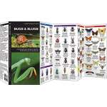 Bugs & Slugs: A Folding Pocket Guide to Familiar North American Invertebrates