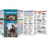 Dinosaur Books for Children :Dinosaurs: A Folding Pocket Guide to Familiar Species