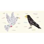 Birds :Words of the World: Birds (Multilingual Board Book)