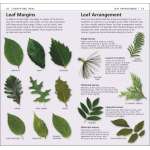 Tree Identification Guides :What's that Tree?: A Beginner's Guide