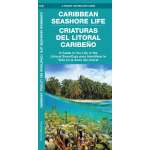 Caribbean Travel Related :Caribbean Seashore Life (Criaturas Del Litoral Caribeno): A Guide to the Life in the Littoral Zone (Bilingual)