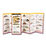 Fish & Sealife Identification Guides :Favorite Fishes of Minnesota