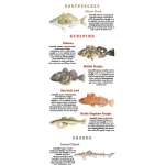 Fish & Sealife Identification Guides :Saltwater Sport Fish of the Pacific NW: Monterey to Alaska FIELD GUIDE