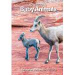 Baby Animals :Our Arizona: Baby Animals