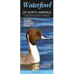 Waterfowl of North America