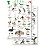 Birding :Peru Shore & Wetland Bird Guide (Laminated 2-Sided Card)