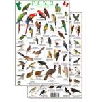 Peru Forest Bird Guide (Laminated 2-Sided Card)