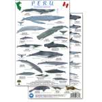 Fish & Sealife Identification Guides :Peru Marine Mammals Guide (Laminated 2-Sided Card)