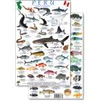 Fish & Sealife Identification Guides :Peru Reef Fish Guide (Laminated 2-Sided Card)