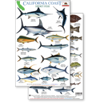 Fish & Sealife Identification Guides :California Coast Field Guide: Sportfish