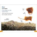 DK Super Readers Level 1 Bilingual Explore the Coral Reef - Book- Paracay