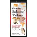 Common Mushrooms of California