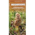 Mushrooms - A Folding Pocket Guide to Familiar North American Species - Laminated Pocket Guide