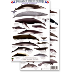 Panama Marine Mammals (Laminated 2-Sided Card)