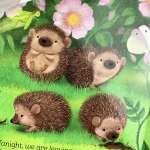 A Little Hedgehog - Book - Paracay