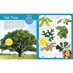 Discovering Trees - Book - Paracay