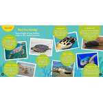 Go Wild! Sea Turtles - Book - Paracay