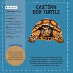 My Sticker Paintings: Reptiles - Book - Paracay
