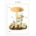 New York Botanical Garden Mushroom Identification Flashcards - Book - Paracay