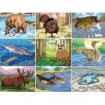 North American Wildlife Coloring Book - Book - Paracay