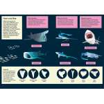 Shark-book-paracay