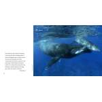 The Sea - Book - Paracay